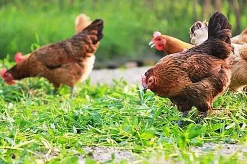 家庭農(nóng)場(chǎng)可以申請(qǐng)商標(biāo)嗎